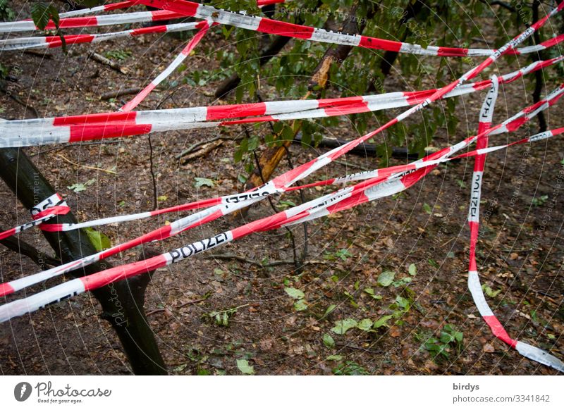 crime scene Climate change Forest Plastic ribbon Sign Characters Barrier Police Barrier Tape Police Force Authentic Red White Might Safety Protection Discordant