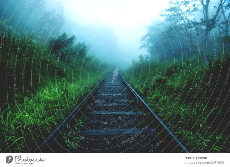 melancholy Vacation & Travel Tourism Adventure Sightseeing Nature Fog Rain Plant Virgin forest Rail transport Train travel Railroad tracks Sadness Hiking Cry