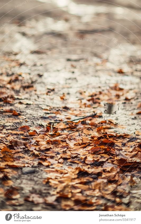 Autumn leaves on the forest floor Evening sun Twilight colourfulness Warm light evening sunlight Background picture transient Transience change of seasons
