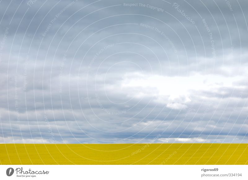 Between sky and rape Landscape Earth Sky Clouds Spring Bad weather Wind Agricultural crop Field Blossoming Illuminate Growth Threat Blue Yellow Gray Bizarre