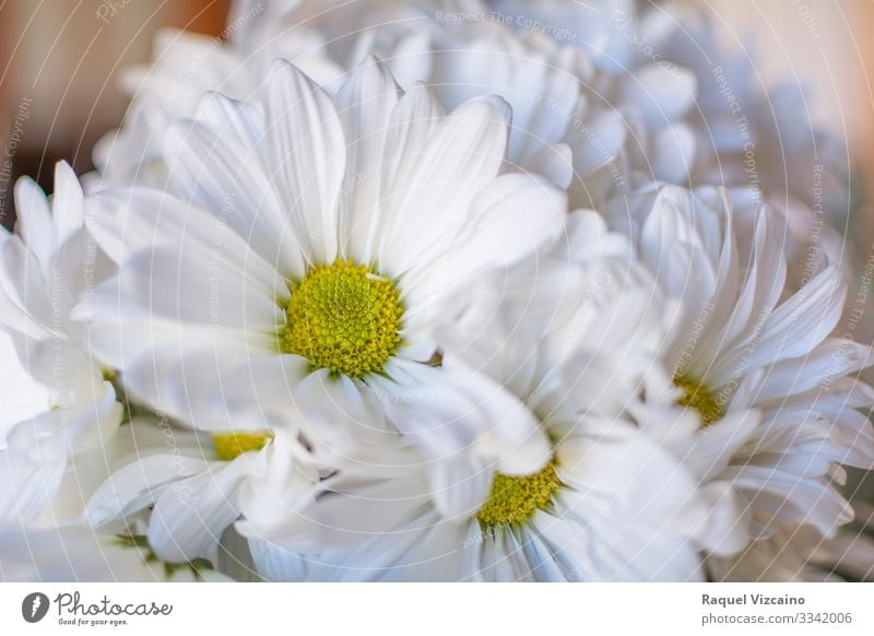 Daisies flowers Beautiful Summer Garden Nature Plant Flower Blossom Bouquet Yellow White daisy Chrysanthemum Floral spring camomile Beauty Photography daisies
