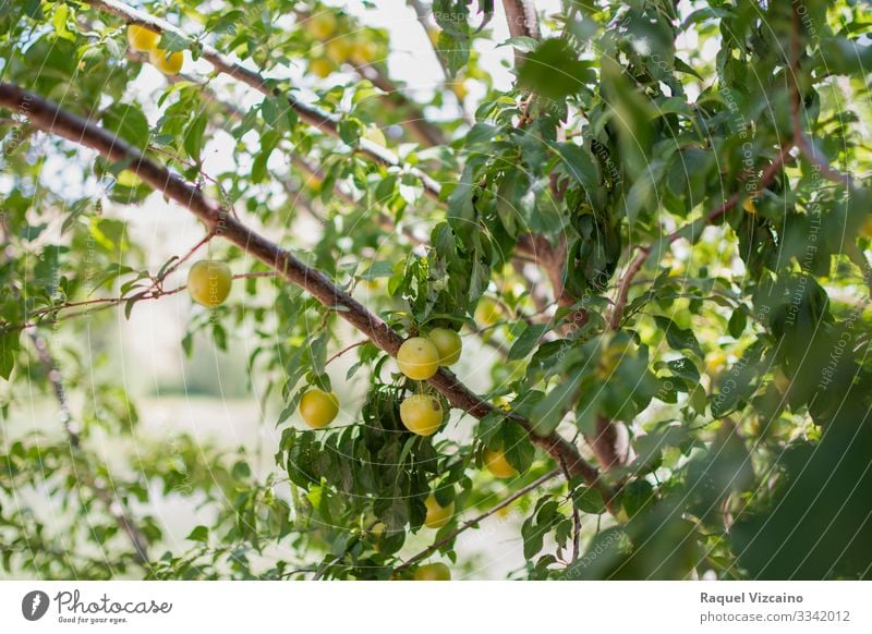 Ripe yellow plums hanging from the tree. Fruit Apple Summer Garden Nature Plant Spring Tree Leaf Fresh Natural Yellow Green Plum branch food Mature agriculture