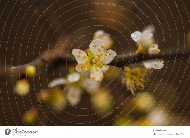 The first blossoms in the year Nature Plant Winter Bad weather Bushes Blossom Brown Yellow White February Bud Colour photo Subdued colour Exterior shot Deserted