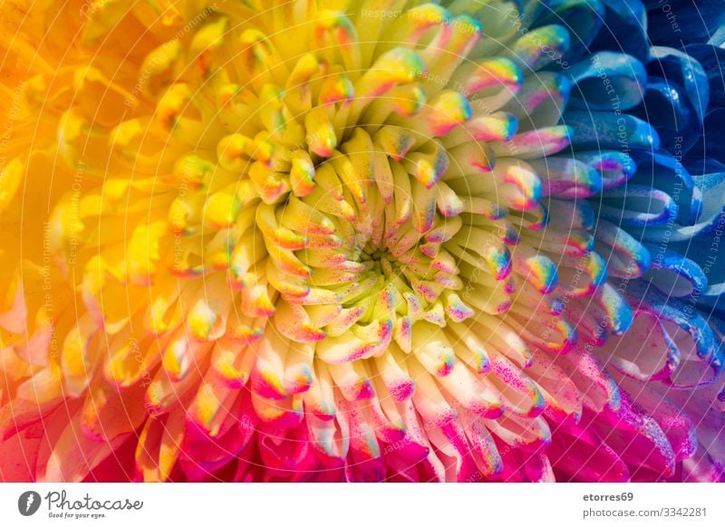 Multicolored flower isolated Aromatic Neutral Background Background picture Beautiful Flower Blue Chrysanthemum Colour Multicoloured Copy Space Daisy Decoration