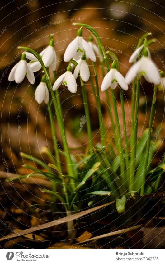 Snowdrops in the forest Environment Nature Flower Park Meadow Blossoming Freeze Hang Smiling Illuminate Growth Simple Friendliness Happiness Fresh Bright