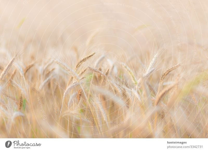 Wheat field. Bread Beautiful Summer Sun Environment Nature Landscape Plant Growth Natural Rich Yellow Gold Colour Large-scale holdings Cereal agriculture