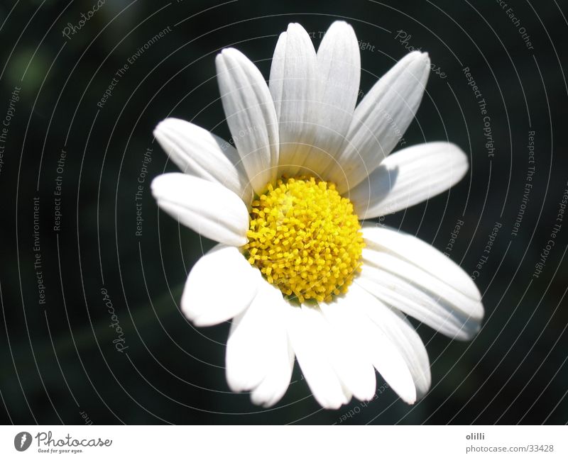 daisy Plant Flower Yellow White Marguerite Nutrition Macro (Extreme close-up)