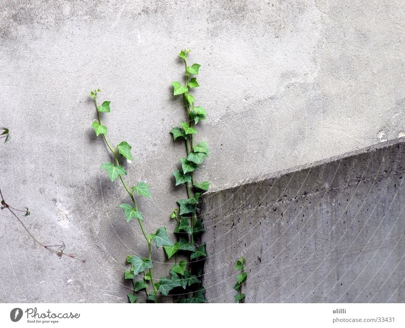 mauerBLÜMCHEN Wall (barrier) Gray Green Plant Hope Ivy Tenacious