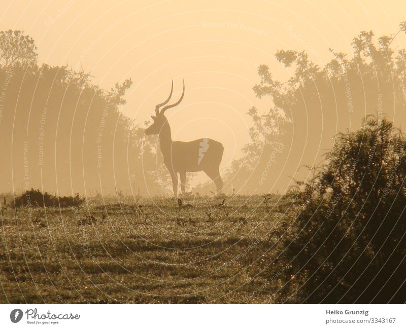 African morning Animal Wild animal Antilope 1 Esthetic Beautiful Uniqueness Moody Romance Peaceful Adventure Freedom Leisure and hobbies Mysterious Independence