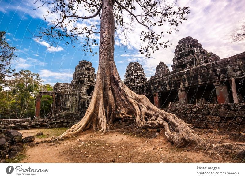 Tree in Ta Phrom, Angkor Wat, Cambodia. Vacation & Travel Tourism Nature Landscape Earth Clouds Rock Palace Ruin Building Architecture Landmark Monument Stone