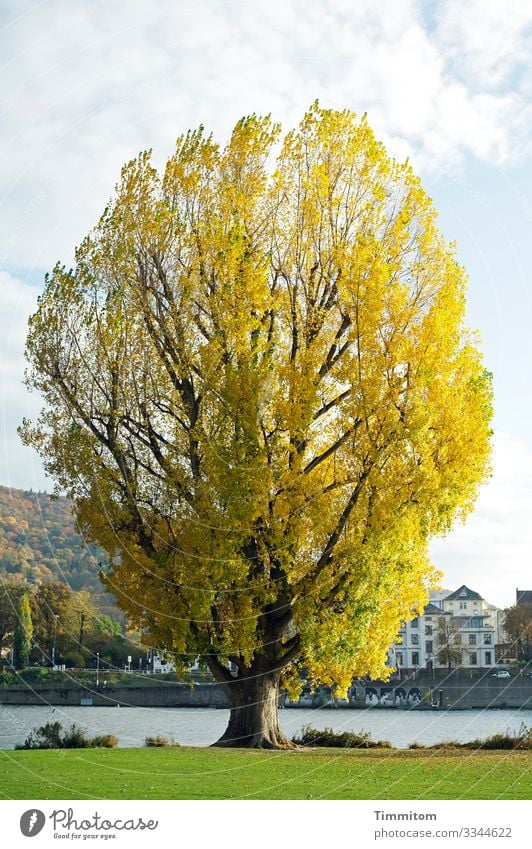 tree. mighty Plant Sky Clouds Autumn Beautiful weather Poplar Park River bank Neckar Heidelberg Town Large Natural Blue Brown Yellow Green White mightily