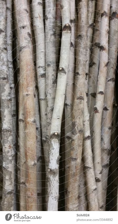 many slender birch trunks side by side Nature tree Forest wood conceit Gray Black White Unwavering Orderliness Contentment Arrangement Birch tree Birch wood