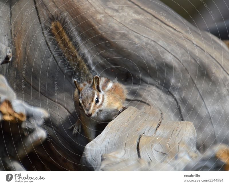 now hurry | away .... frightened chipmunk Eastern American Chipmunk Wood Tree Root rodent Animal Wild animal nimble Stripe out Cute Nature Rodent