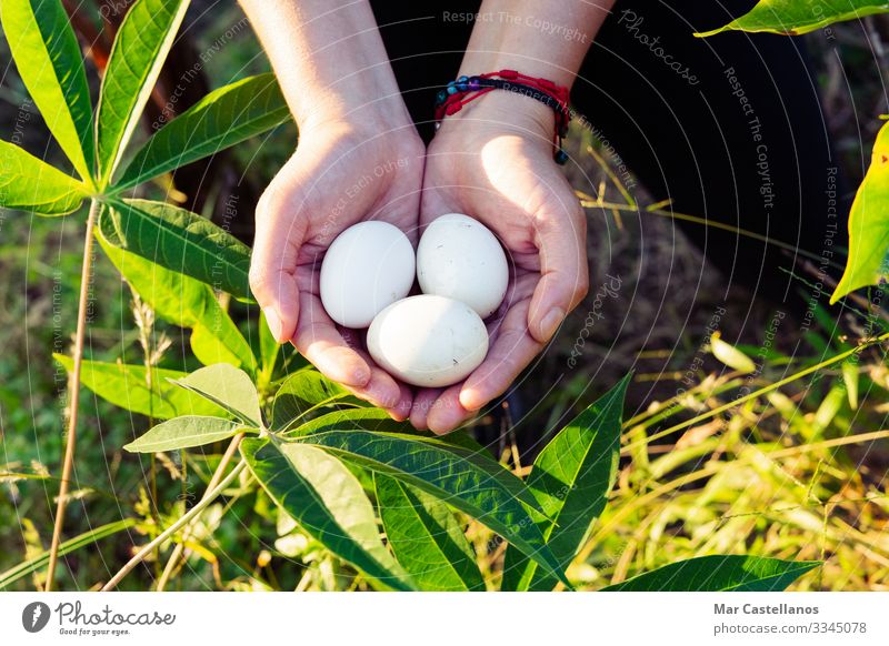 Women's hands holding three white eggs. Food Nutrition Lifestyle Healthy Eating Wellness Woman Adults Hand Fingers 1 Human being Nature Spring Field Farm animal