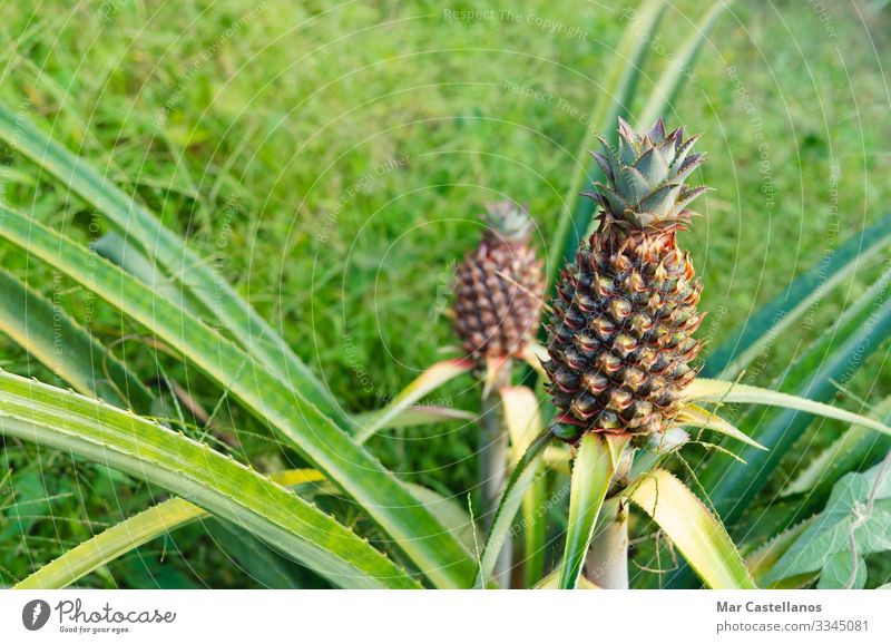 Green pineapples in the orchard. Natural condition. Fruit Nutrition Garden Nature Plant Summer Leaf Agricultural crop Exotic Diet Feeding Growth Fragrance Fresh