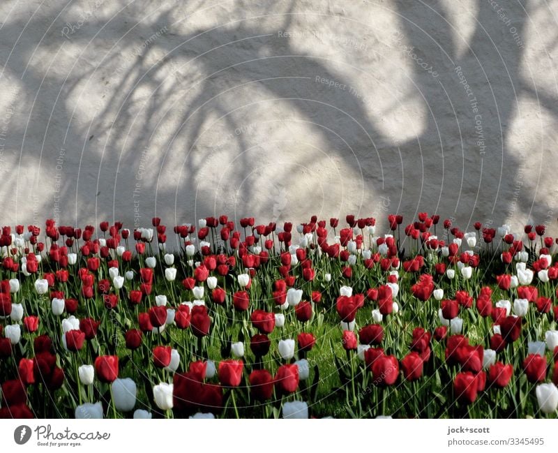 Monastery garden with 2000 tulips Spring Tulip Tulip field Wall (barrier) Blossoming Many Spring fever Romance Relaxation Idyll Inspiration Environment
