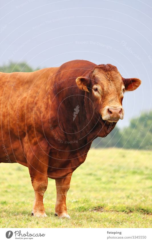 Ox Agriculture Forestry Nature Animal Strong Brown organic Farmer Bull Étretat meat production France Normandy Bullock Cattle Cattle breeding Willow tree beefy