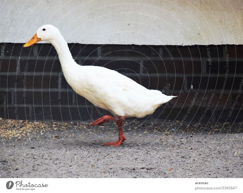 goose step Animal Pet Duck 1 Going White Farm Sand Wall (building) Colour photo Exterior shot Day Central perspective Forward