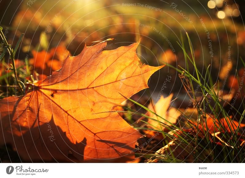 Sunbathing in autumn Environment Nature Landscape Plant Autumn Leaf Esthetic Beautiful Warmth Emotions Time Autumn leaves Autumnal Seasons Colouring October