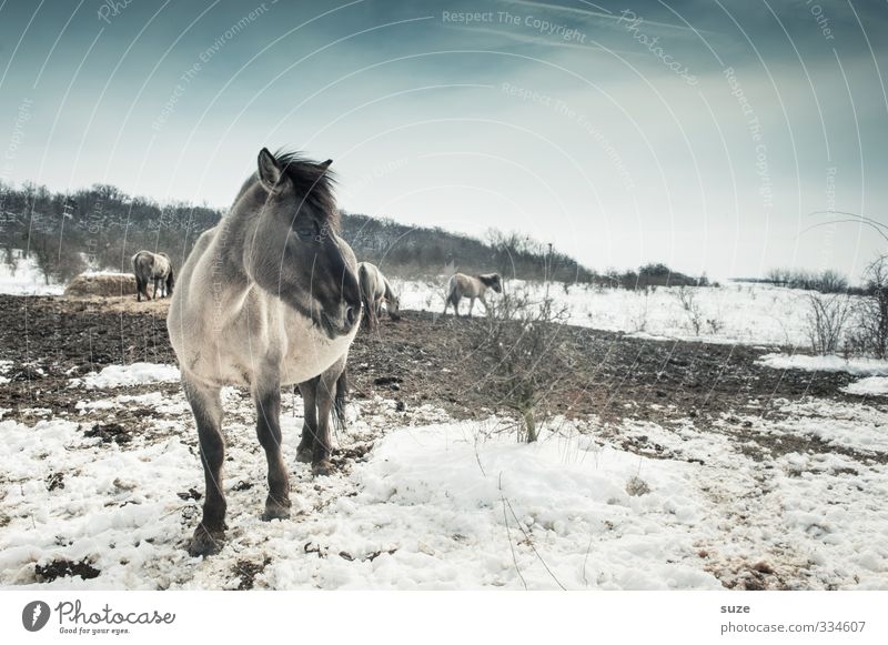 Where the hell is he ... Winter Snow Environment Nature Animal Sky Horizon Wild animal Horse Animal face Herd Stand Authentic Cold Cute Blue White Mane