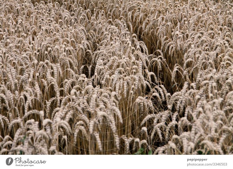 cornfield Grain Nutrition Environment Nature Plant Earth Summer Grass Agricultural crop Wheat Rye Field Growth Subdued colour Exterior shot Deserted Day