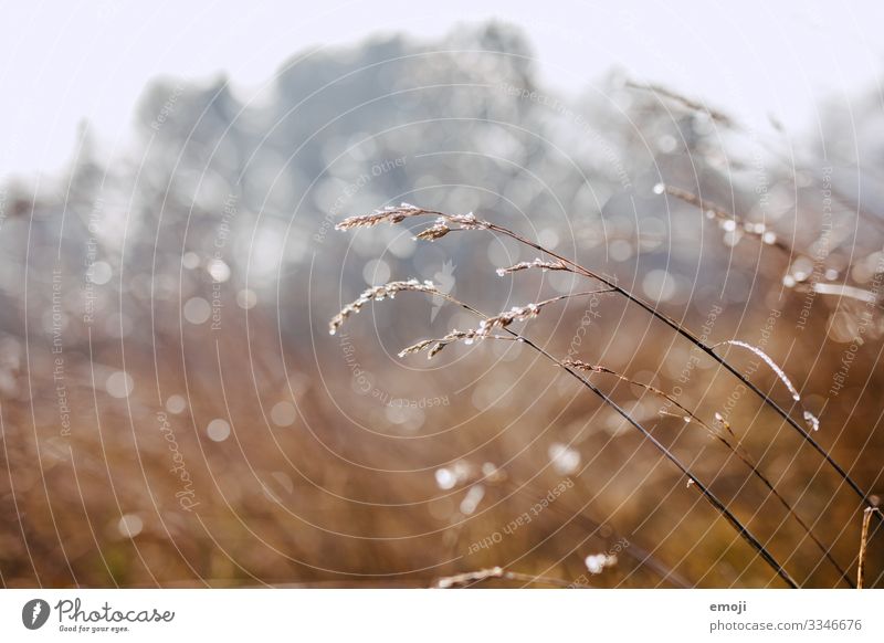 Frost/dew drops against the light Nature Plant Winter Beautiful weather Grass Bushes Brown Dew Colour photo Multicoloured Exterior shot Close-up Detail