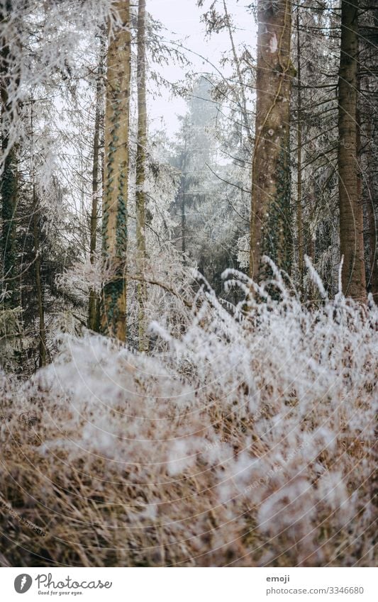 Frost Forest Environment Nature Landscape Plant Winter Tree Bushes Cold White Colour photo Subdued colour Exterior shot Deserted Day Shallow depth of field