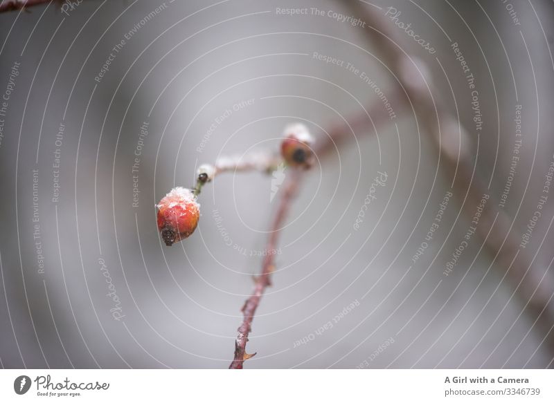 Red berry Environment Nature Plant Winter Ice Frost Tree Twig Branch Rose hip Forest Natural Round Serene Calm Subdued colour Exterior shot Close-up Detail
