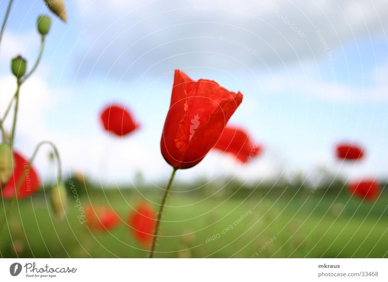 Poppies in the wind Flower Poppy mohs blossom Bud Sky