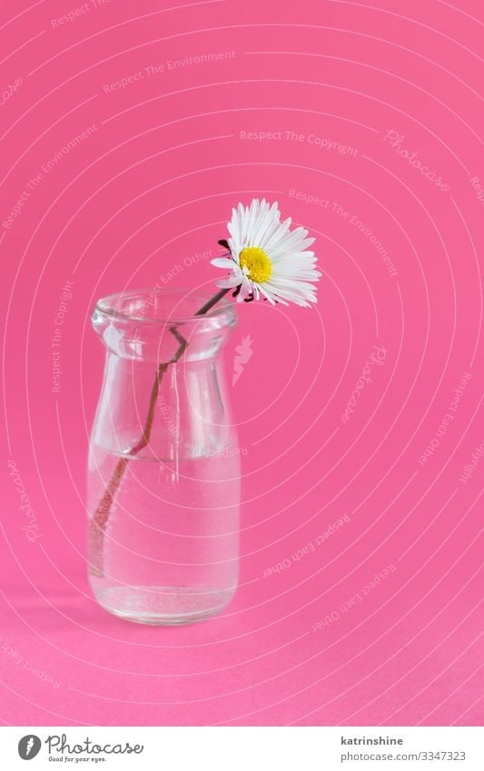 Spring composition with daisy in a glass jar Design Decoration Wedding Woman Adults Mother Flower Pink White Creativity water romantic light pink