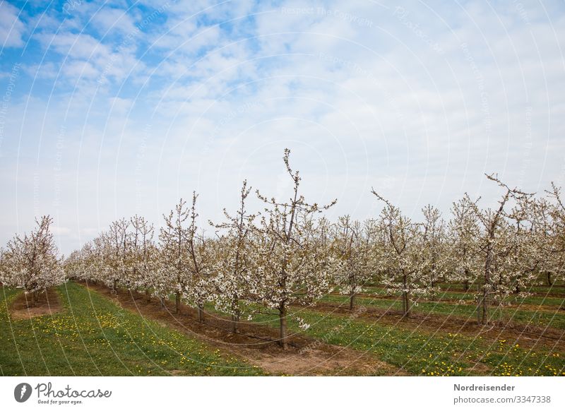 cherry blossom Life Trip Agriculture Forestry Nature Landscape Plant Sky Clouds Spring Beautiful weather Tree Grass Agricultural crop Meadow Field Blossoming