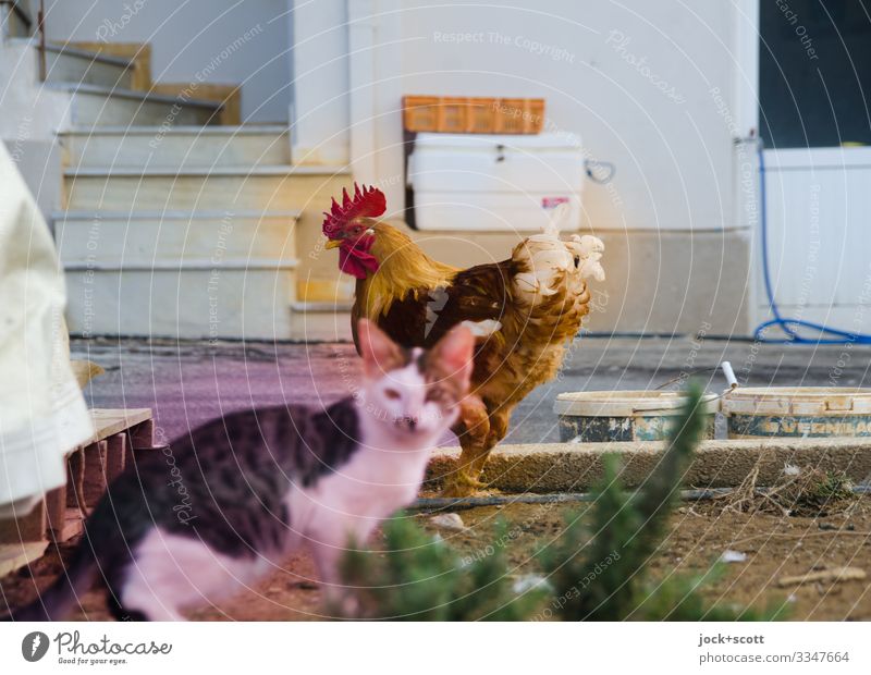 Cat and cock move freely in Greece Bushes Stairs Street Rooster 2 Animal Box Hose Paint bucket Together Watchfulness Serene Experience Idyll Environment Trust