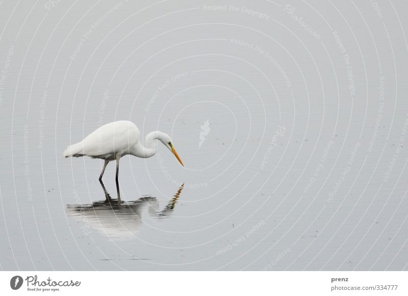 questing Environment Nature Animal Wild animal Bird 1 Gray White Great egret Lake Stand Reflection Colour photo Exterior shot Day Central perspective