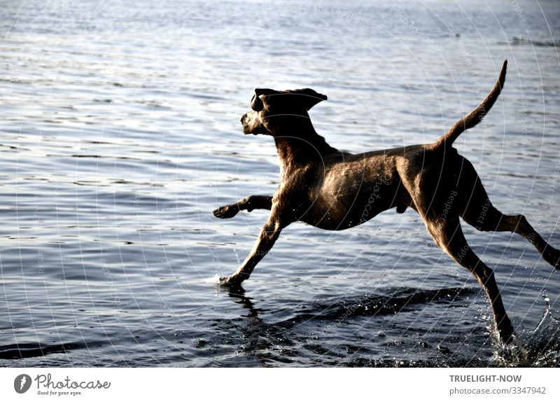 Jumpin' Jack Flash! Lifestyle Elegant Wellness Swimming & Bathing Leisure and hobbies Hunting Pet Farm animal Dog Weimaraner 1 Animal Running Playing Romp