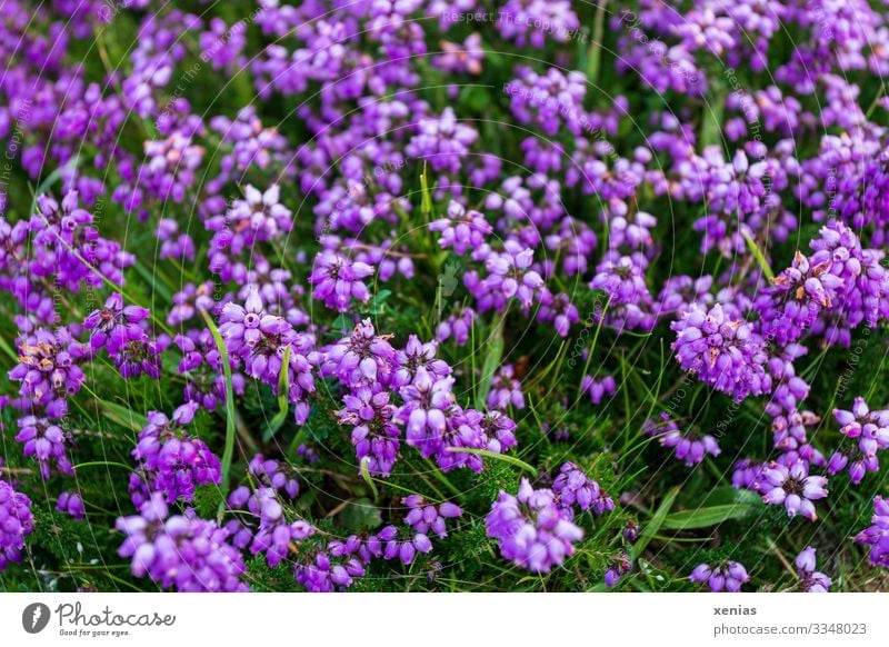 Violet bell heath with green grass Heather family Grass Nature Landscape Plant flowers bleed Wild plant Mountain heather Small Round Many Environment xenias
