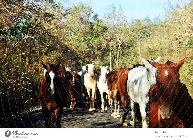 proverbial | the happiness of the earth lies on the backs of horses herds of horses Horse especially Costa Rica Animal Animal portrait Deserted Colour photo