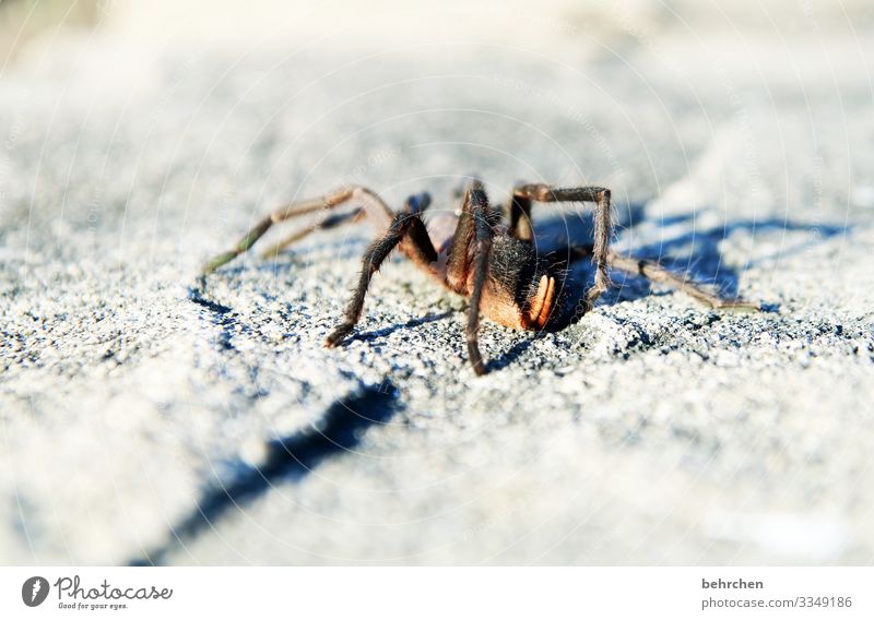 spider in the morning. takes away sorrow and worries. who wants to borrow it? Animal portrait Wanderlust Shadow Exceptional Exotic Trip Colour photo Adventure