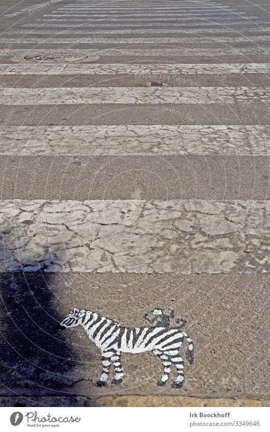painted zebra in front of zebra crossing on the road Art Work of art Downtown Transport Traffic infrastructure Pedestrian Street Lanes & trails Road sign