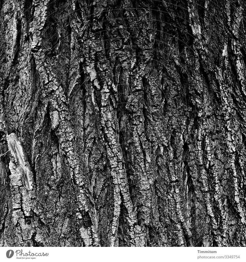 Old bark Environment Nature Tree Forest Wood Gray Black White Emotions Tree trunk Tree bark Black & white photo Exterior shot Deserted Day Contrast