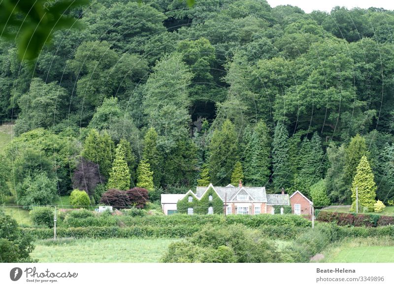 Welsh idyll Forest Green House (Residential Structure) Idyll Nature Colour photo Landscape Exterior shot Deserted Calm vacation Far-off places seclusion