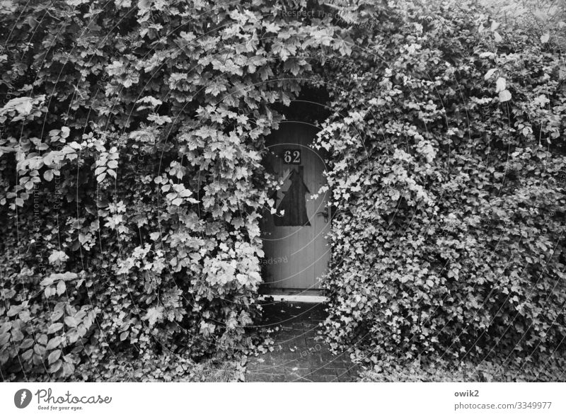 Where the hippies live Nature Plant Bushes Hedge Zingst Door House number Environment Hidden Hiding place Discretion Door handle Overgrown Black & white photo