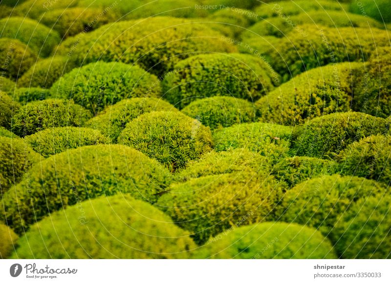 Simply mossy Nature Plant Climate Moss Foliage plant Hill Exceptional Green Exotic Colour Creativity Carpet of moss Multicoloured Interior shot Close-up Detail