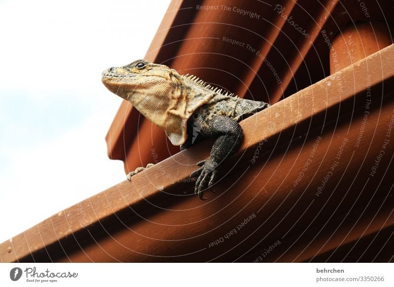 architecture and nature | squatters Flake Reptiles Cute especially Eaves Roof Gecko lizard Iguana Costa Rica Vacation & Travel Nature Trip Adventure Tourism