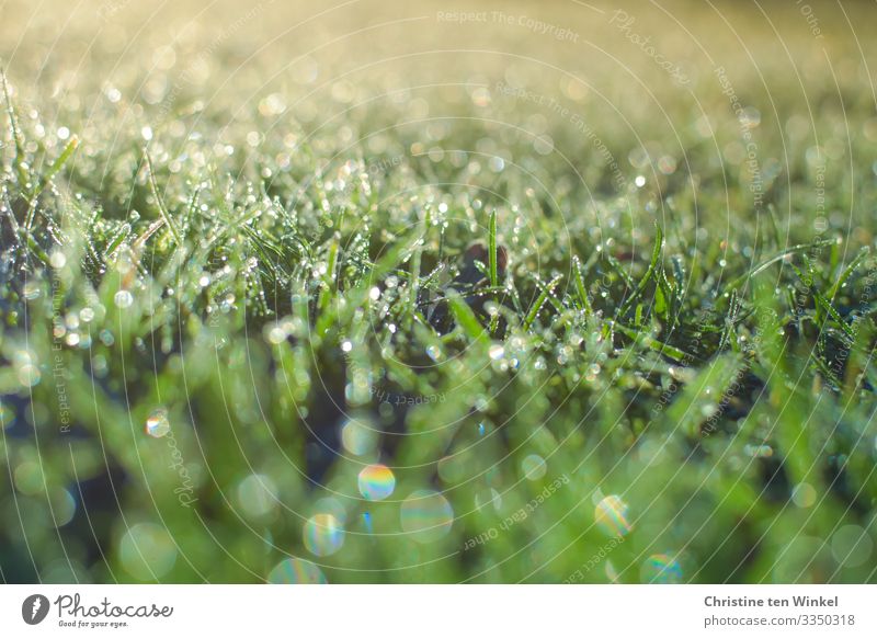 frozen glittering lawn against the light Environment Nature Drops of water Spring Winter Plant Grass Leaf Esthetic Exceptional Glittering Bright Near Natural