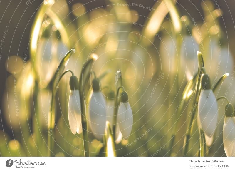 Snowdrops against the light of the morning sun Nature Plant Sunlight Spring Winter Beautiful weather Leaf Blossom Esthetic Exceptional Happiness Glittering