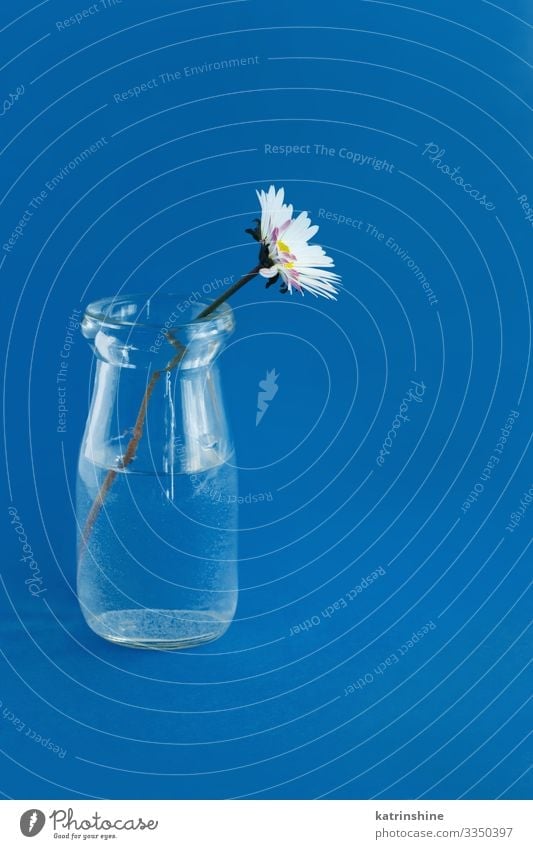 Spring composition with daisy in a glass jar Design Decoration Wedding Woman Adults Mother Flower Blue White Creativity water romantic classic blue