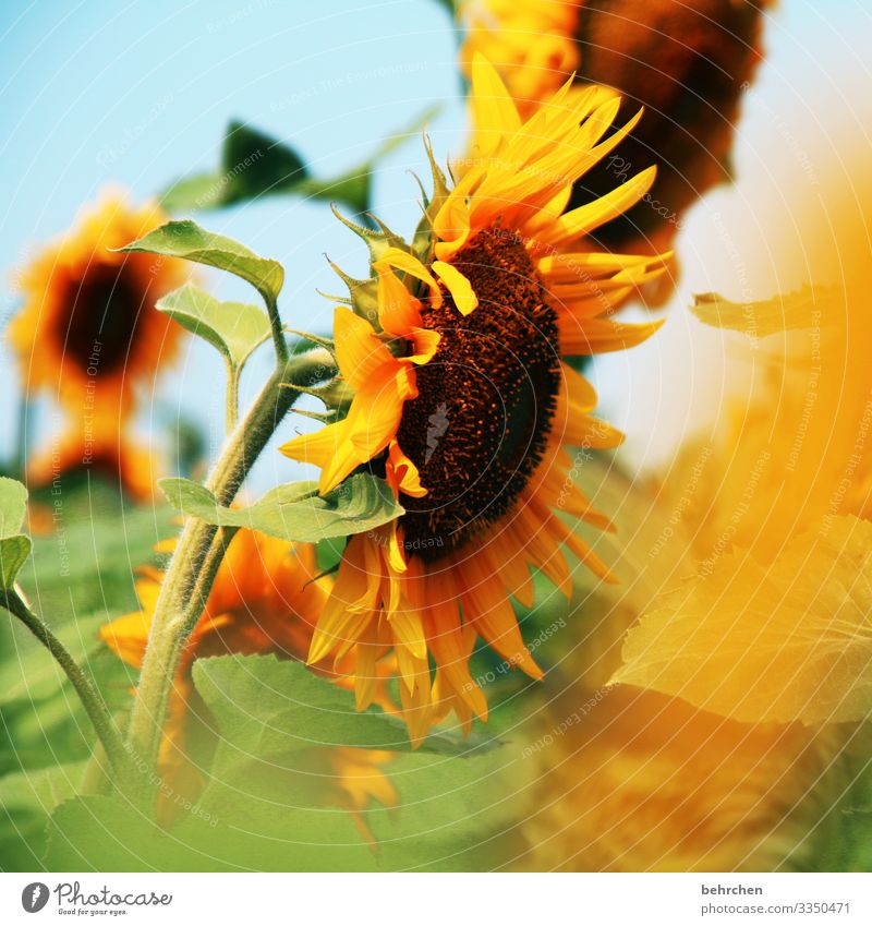 let the sun into your heart | sunflowers Blur Contrast Light Day Deserted Detail Close-up Exterior shot Colour photo Hope Beautiful weather Sunflower field