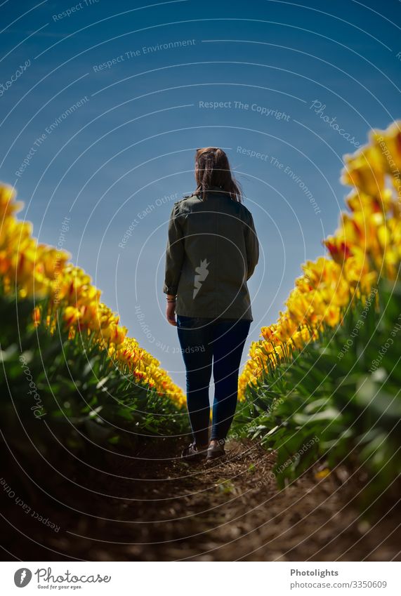 In the tulip field Sun Feminine Young woman Youth (Young adults) Back 1 Human being 18 - 30 years Adults Nature Plant Earth Sky Spring Beautiful weather Tulip