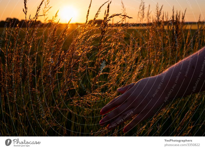 Woman hand touching tall grass at sunset, golden hour Well-being Relaxation Calm Summer Human being Feminine Hand Environment Nature Landscape Grass Touch Soft