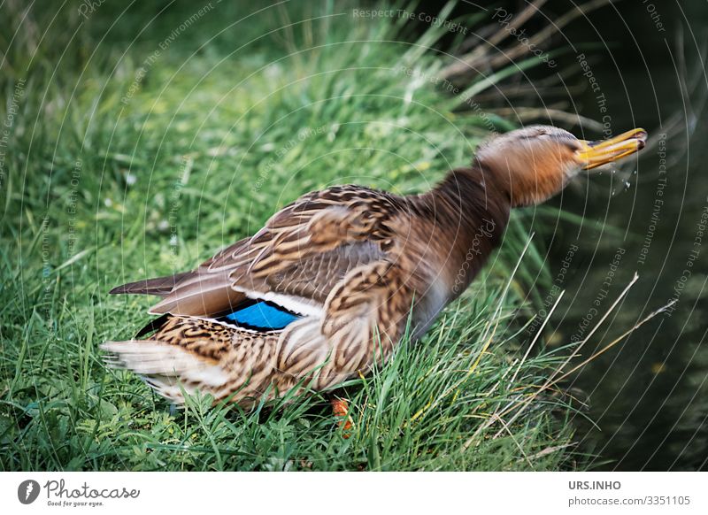 a duck shakes itself dry Nature Animal Summer Meadow Wild animal Duck 1 Stand Authentic Blue Brown green White Water Morning Wash Lawn Drop Colour photo